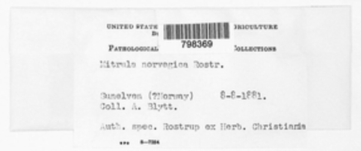 Mitrula norvegica image